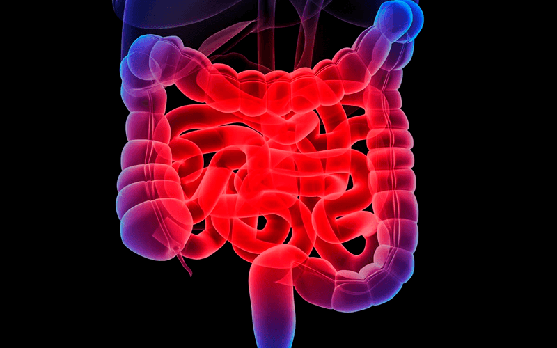 Gastroenterolgia